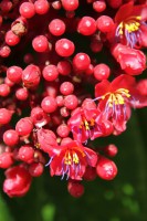 /album/kuranda/img-2825-533x800-jpg/